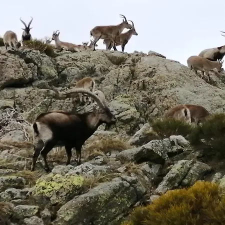 La Casita Del Alberche *