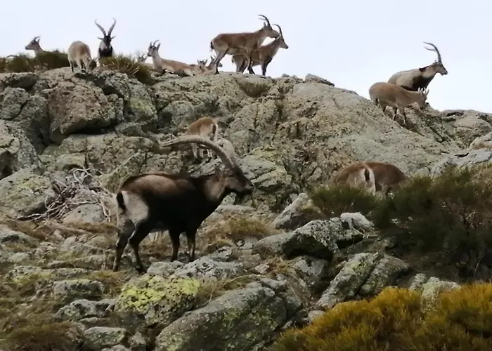 La Casita Del Alberche *